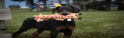 Doberman Pinscher dogs for sale: Griffin - Ad 5