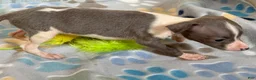 Italian Greyhound dogs for sale: Tiny Tot - Ad 3