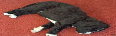Bernedoodle 3