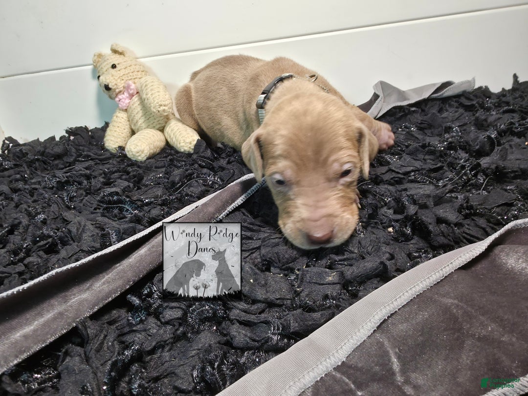 Great Dane dogs for sale: Great Dane Puppy 1 - Ad 7