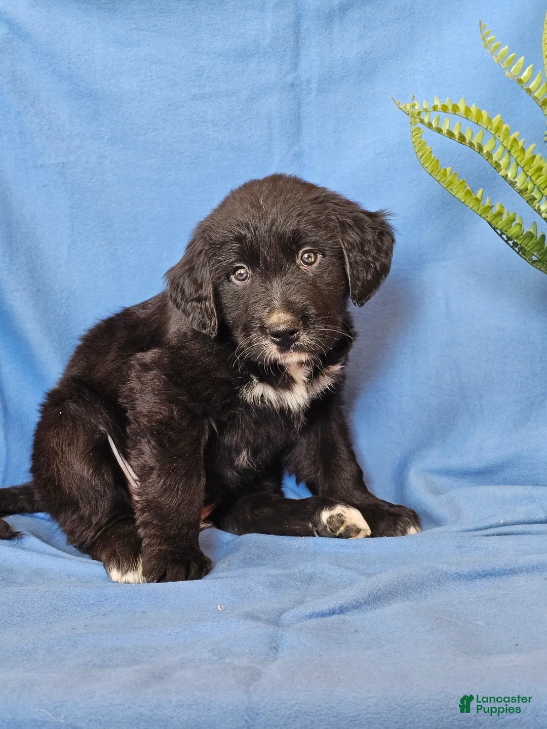 Mixed Breed dogs for sale: Diesel  - Ad 2