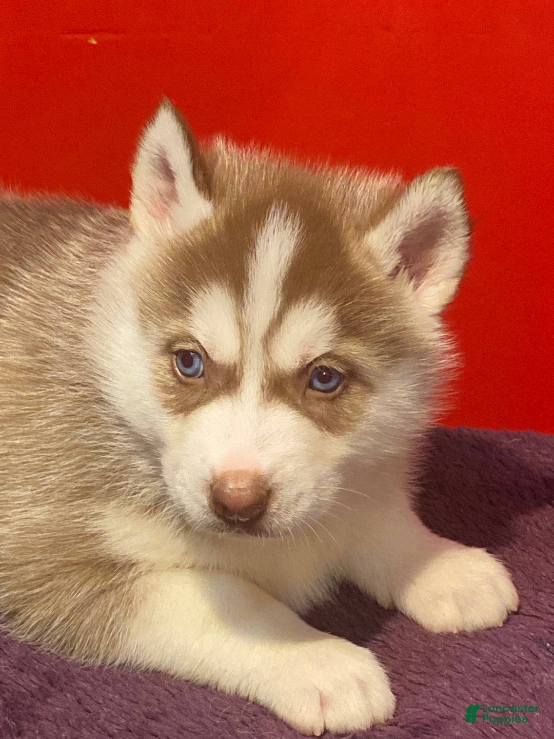 Siberian Husky dogs for sale: Oscar - Ad 20