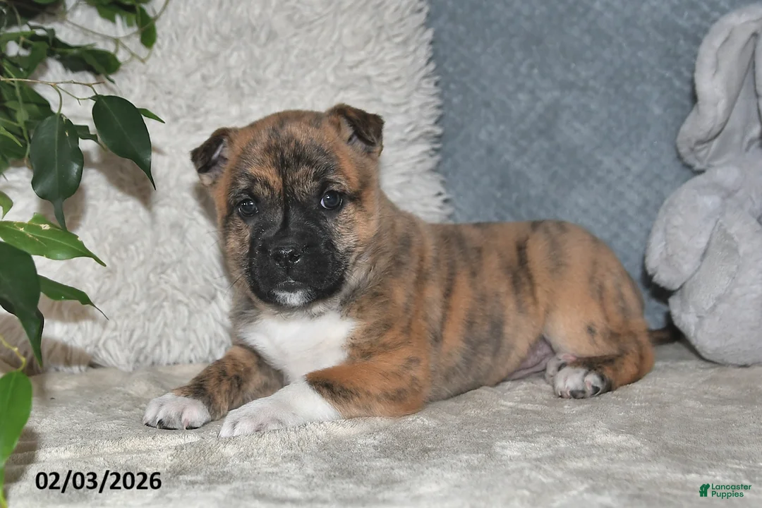 Mixed Breed dogs for sale: Treva - Ad 4