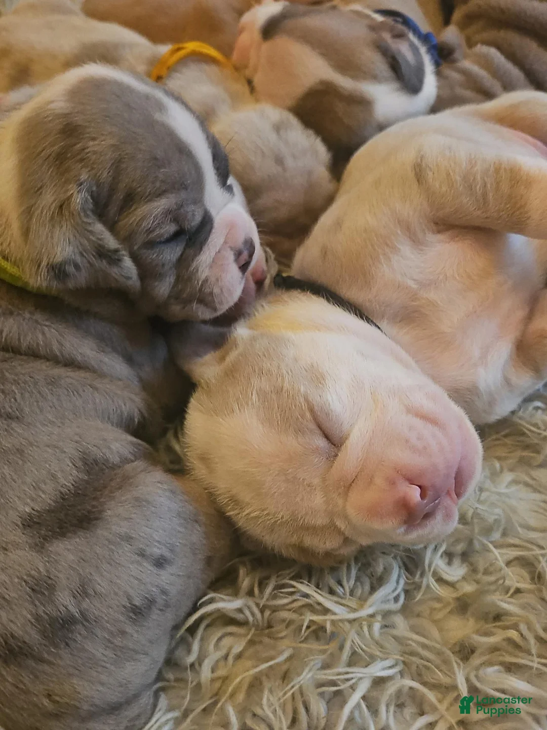 Olde English Bulldogge dogs for sale: Olde English Bulldogge 1 - Ad 16