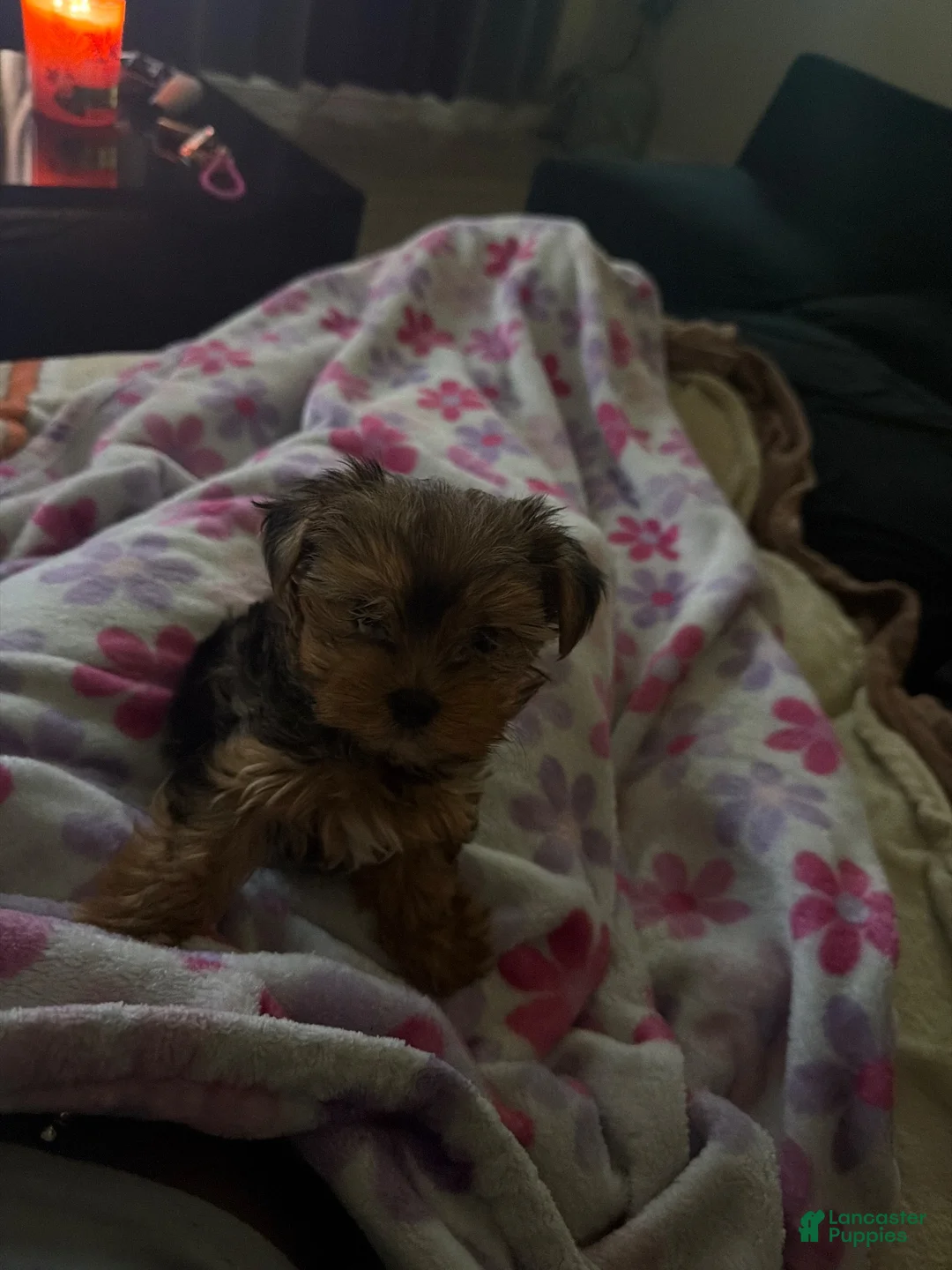 Yorkshire Terrier dogs for sale: Yorkshire Terrier 1 - Ad 4