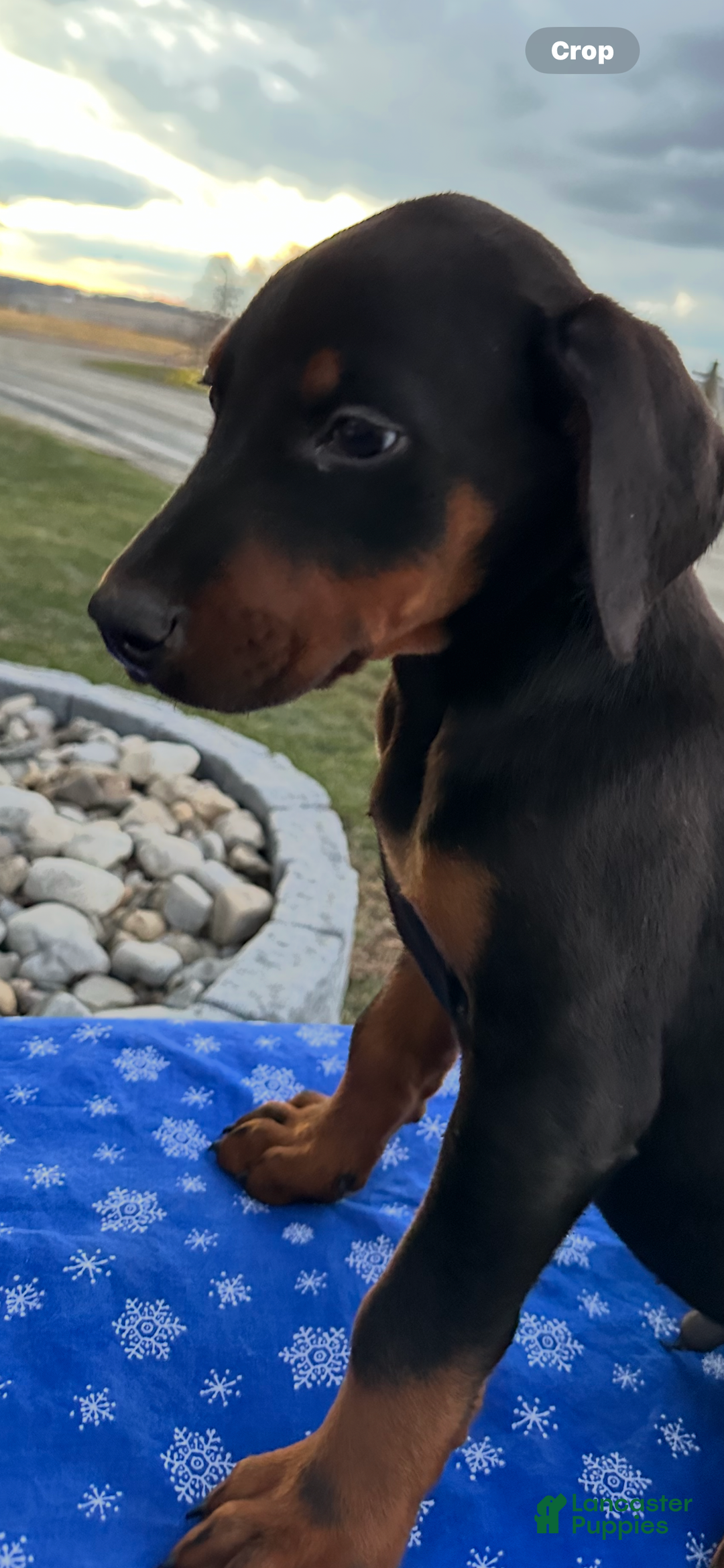 Doberman Pinscher dogs for sale: Doberman Pinscher Black & Tan Valentine - Ad 3