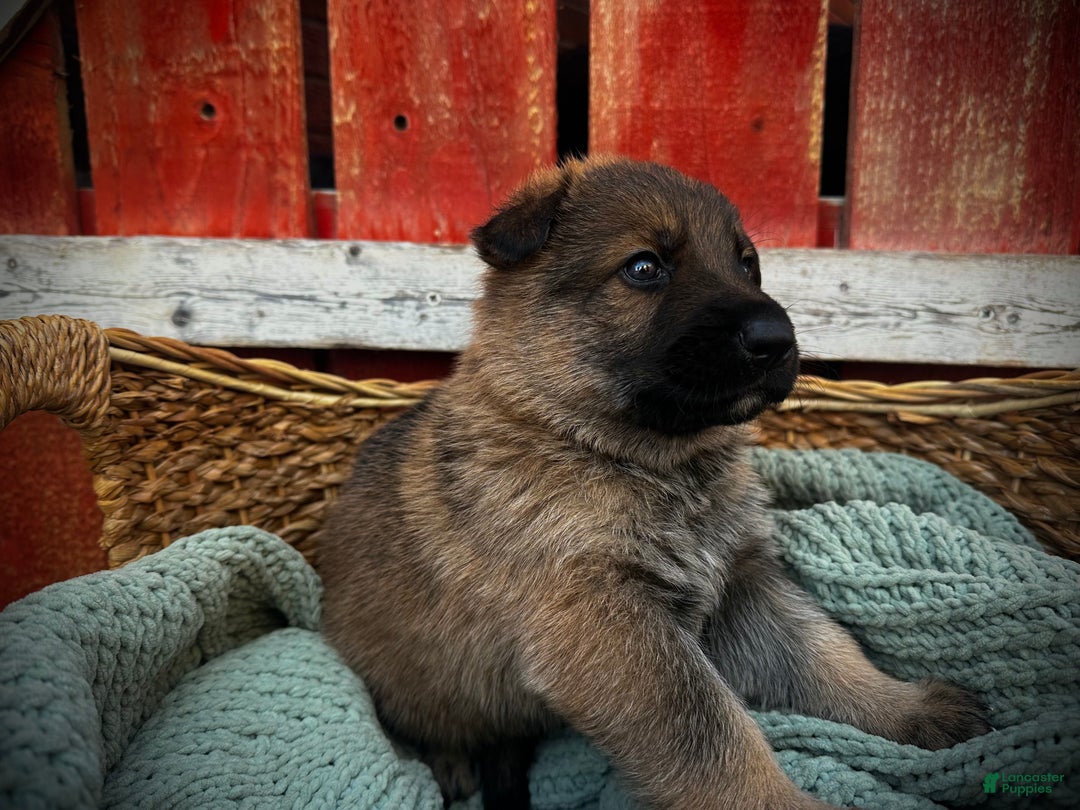 German Shepherd dogs for sale: Spice - Ad 2