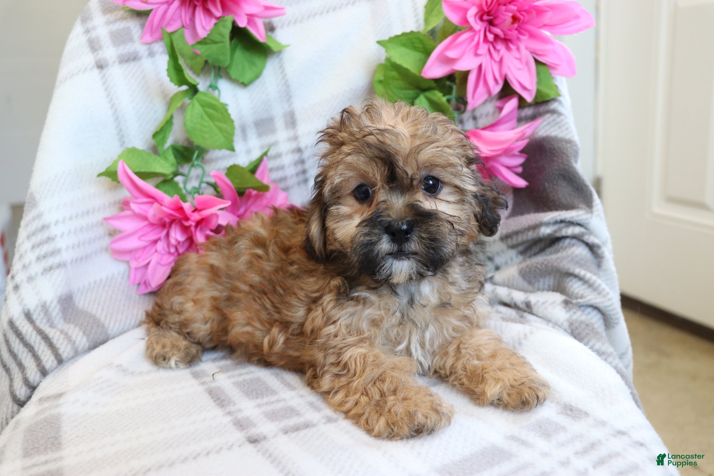 Shih Tzu dogs for sale: Janey  - Ad 2