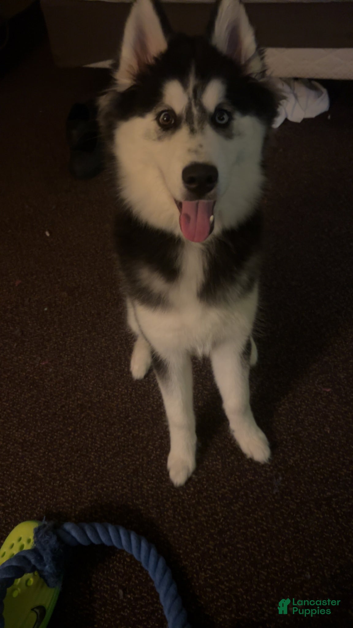 Siberian Husky dogs Siberian Husky Puppy 1 - Ad 1