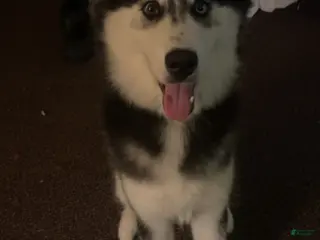 Siberian Husky dogs Siberian Husky Puppy 1 - Ad 1