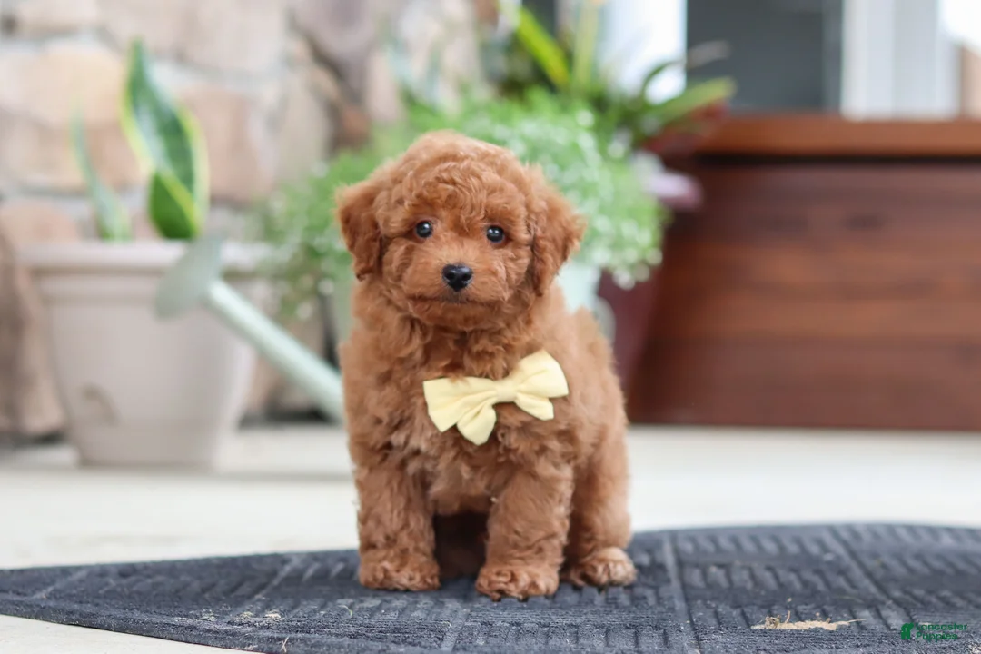 Maltipoo dogs for sale: Keith - Ad 1