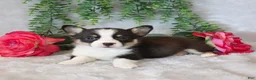 Welsh Corgi Pembroke dogs for sale: Ricky   - Ad 2