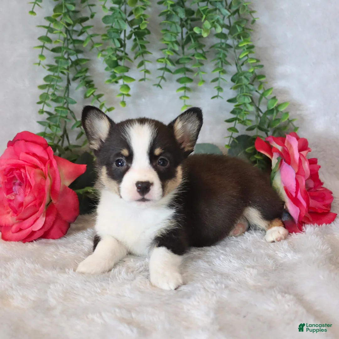 Welsh Corgi Pembroke dogs for sale: Ricky   - Ad 2