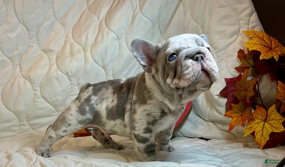 French Bulldog dogs for sale: Garmin - Ad 13