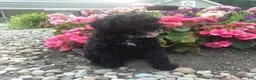 Miniature Poodle dogs for sale: Coco - Ad 2