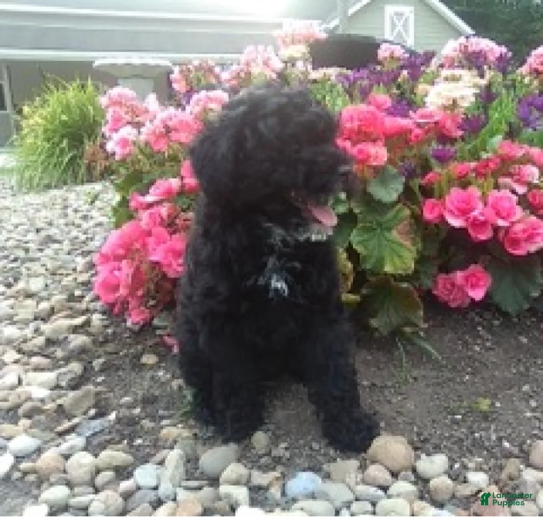 Miniature Poodle dogs for sale: Coco - Ad 2