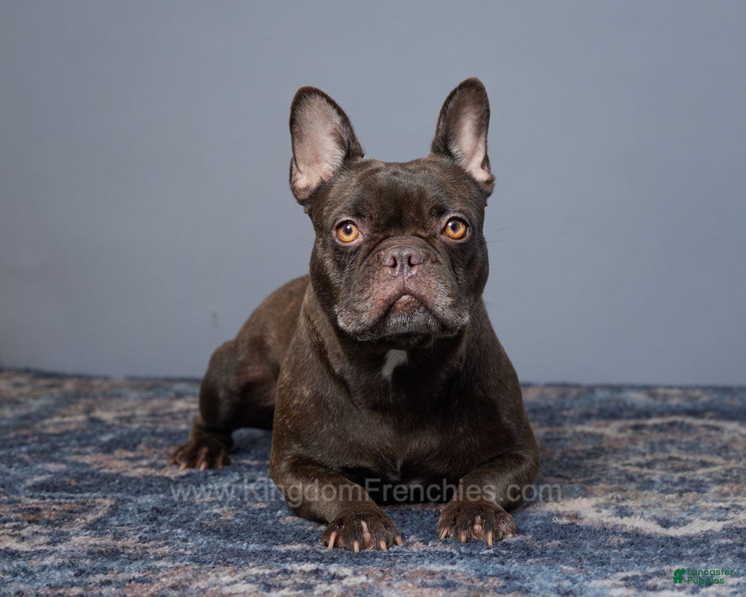 French Bulldog dogs for sale: Beauty - Ad 10
