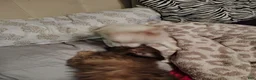 Chiweenie dogs for sale: Chiweenie 2 - Ad 1