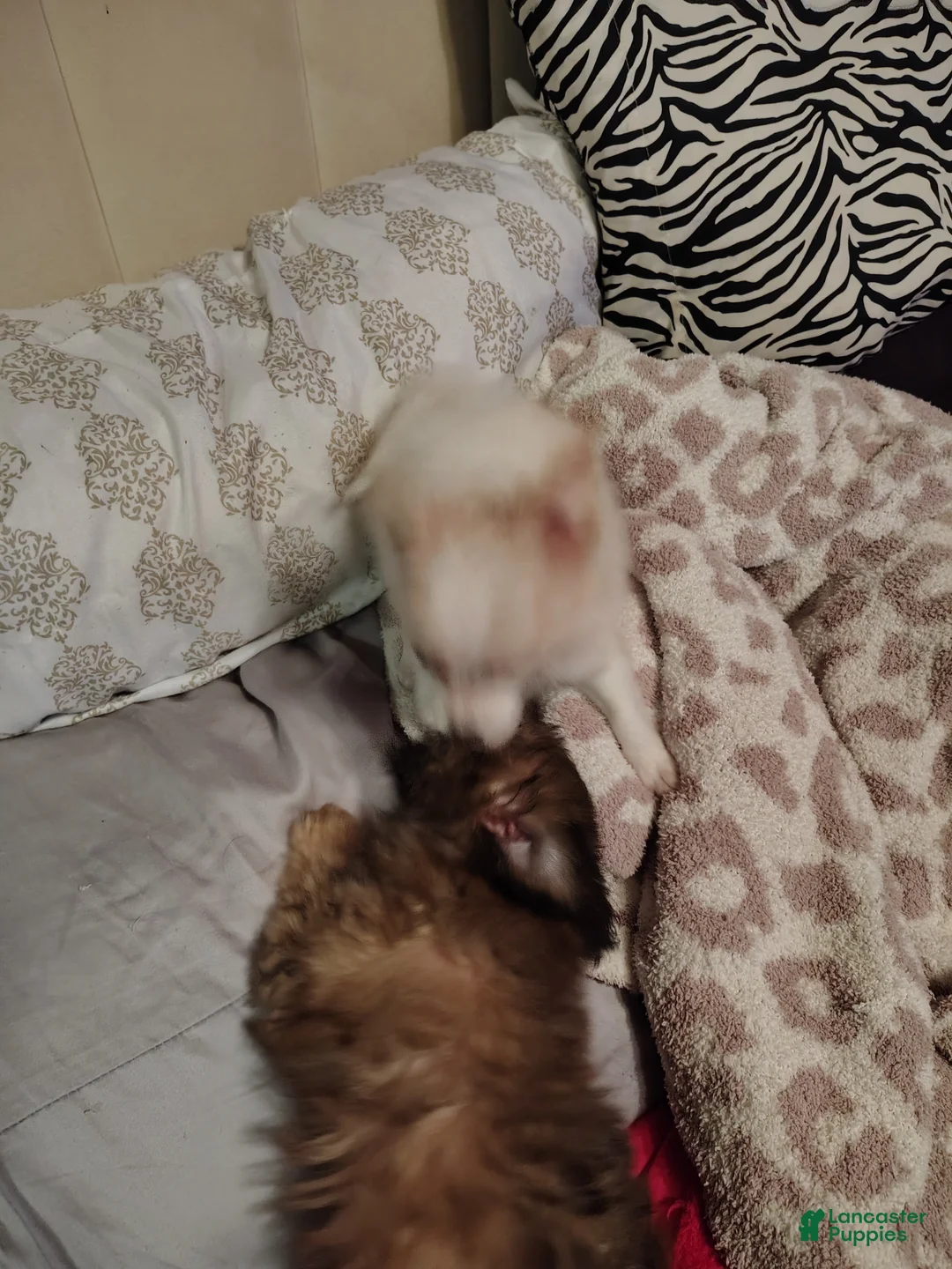 Chiweenie dogs for sale: Chiweenie 2 - Ad 1