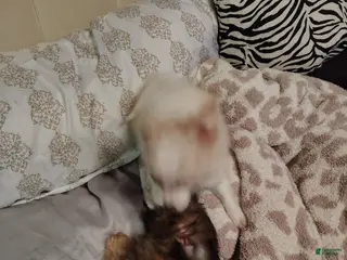 Chiweenie dogs Chiweenie 2 - Ad 7