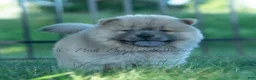 Chow Chow dogs for sale: Bouji - Ad 5