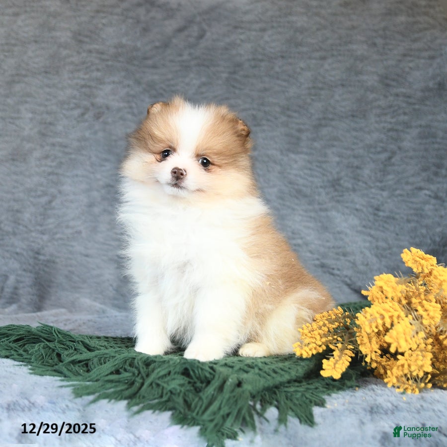 Pomeranian dogs Elsie - Ad 32