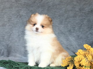 Pomeranian dogs Elsie - Ad 32