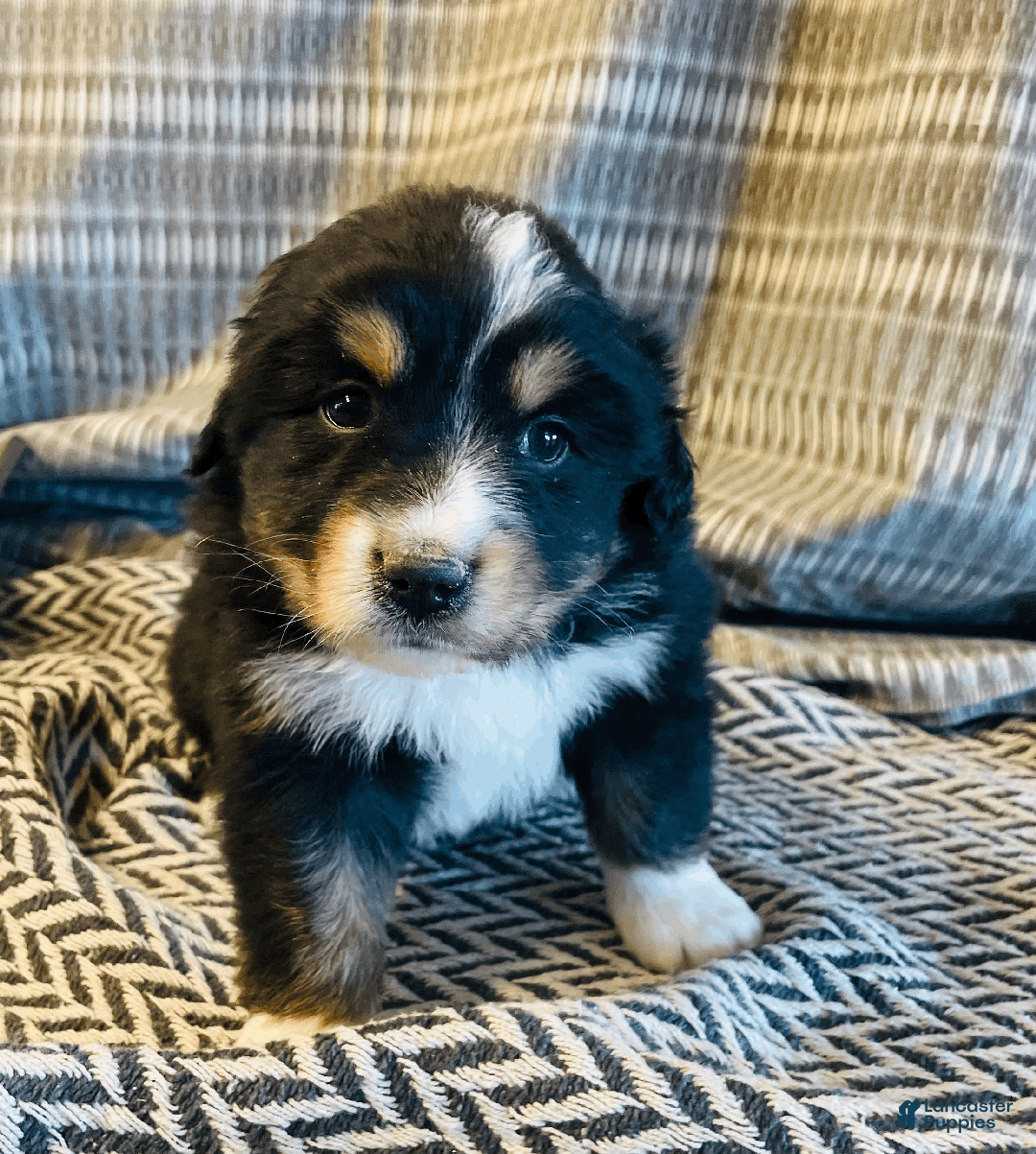 Australian Shepherd dogs for sale: Misha - Ad 3