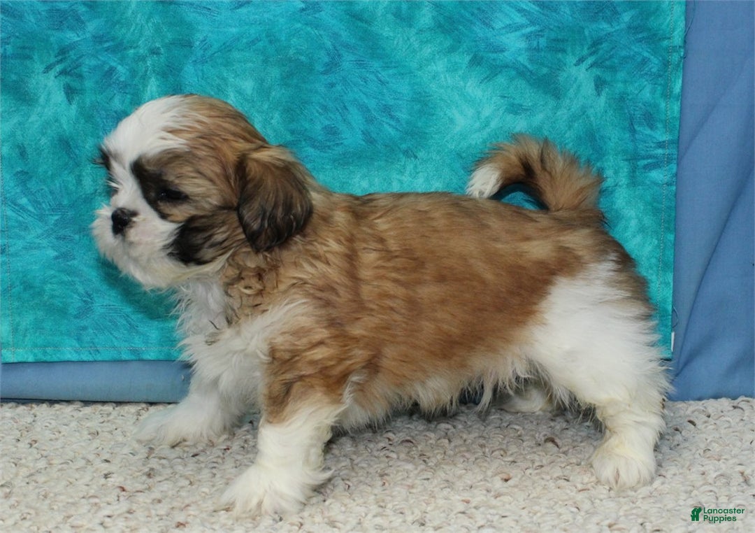 Shih Tzu dogs for sale: Dingo - Ad 2