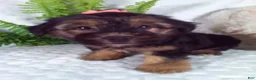 Yochon dogs for sale: Gia - Ad 4