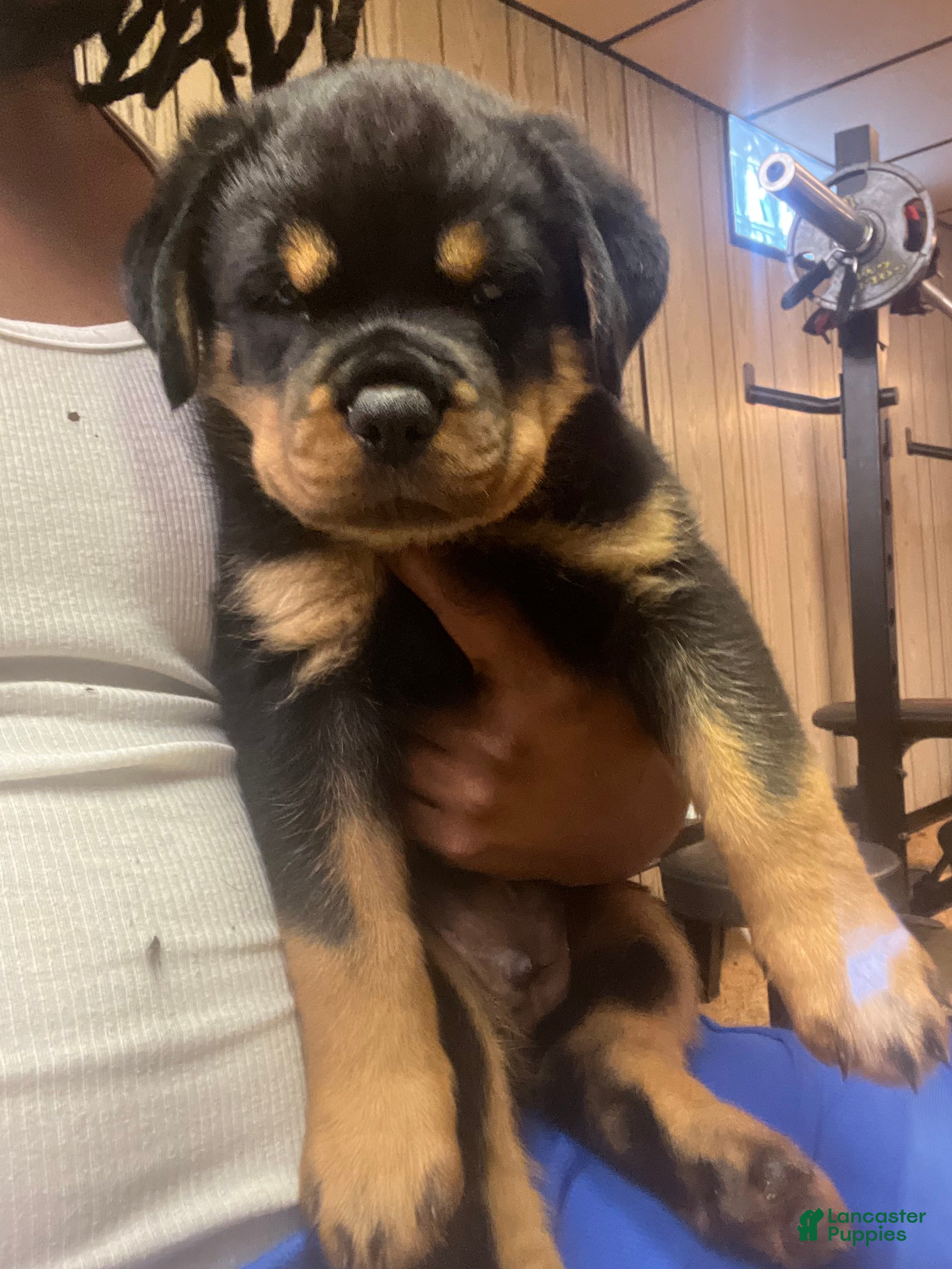 Rottweiler dogs for sale: Rottweiler 1 - Ad 3