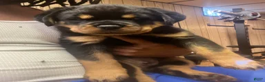 Rottweiler 1
