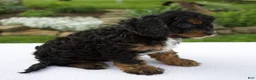 Cavapoo dogs for sale: Austin - Ad 3