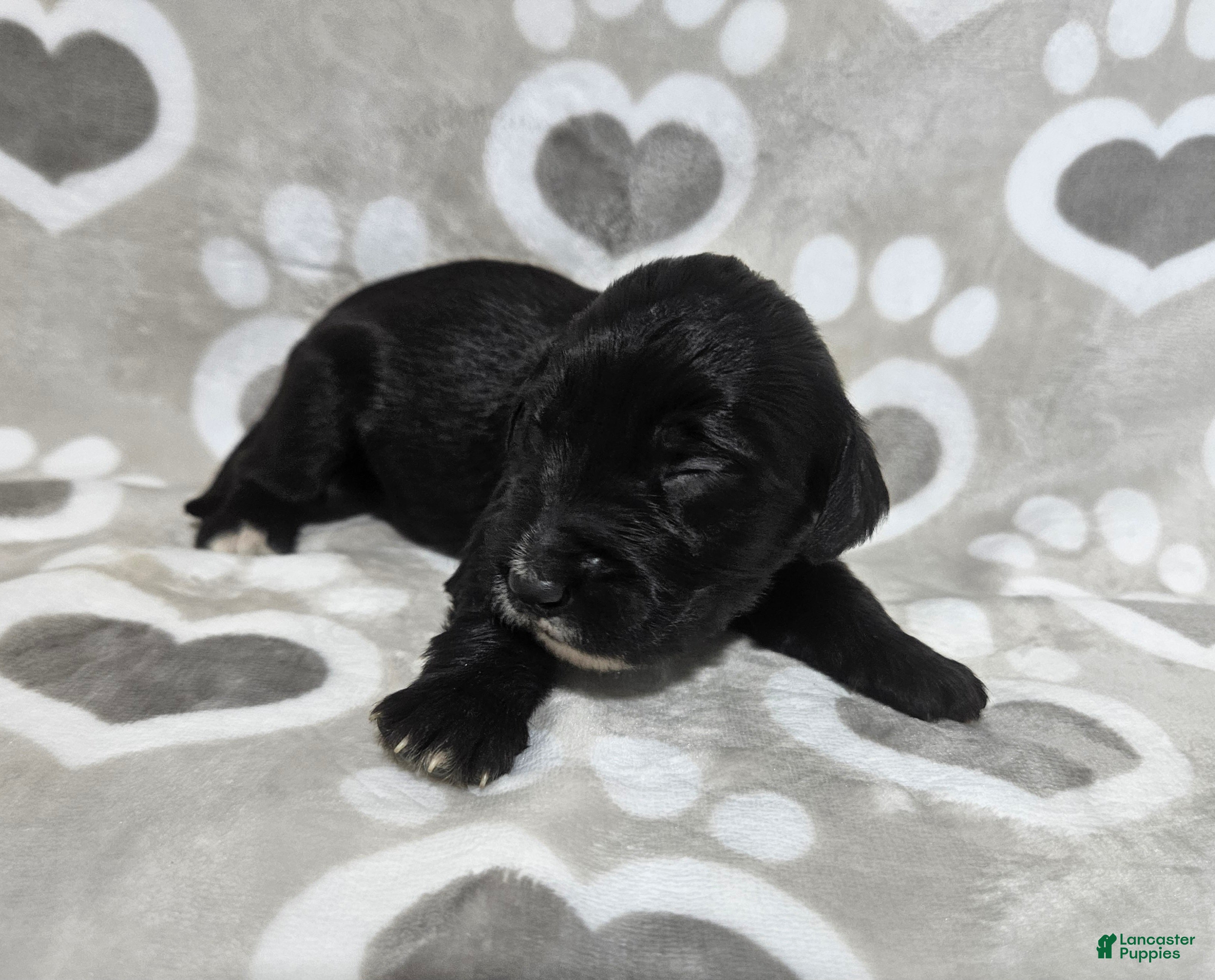 Goldendoodle dogs F1 SnowPea - Ad 26