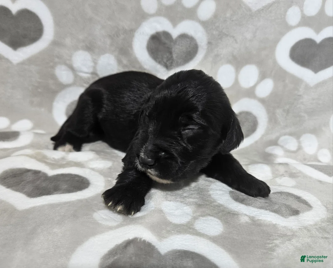 Goldendoodle dogs for sale: F1 SnowPea - Ad 1