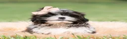 Shih Tzu dogs for sale: Giggles - Ad 2