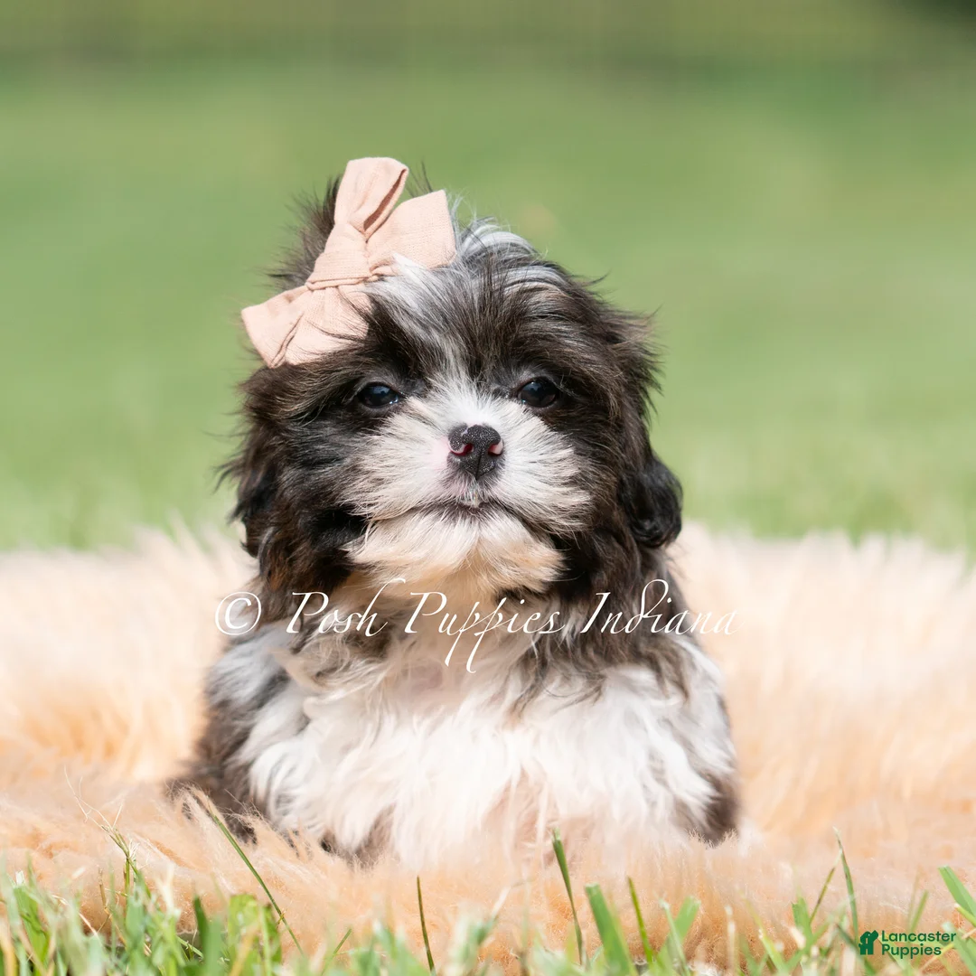 Shih Tzu dogs for sale: Giggles - Ad 2