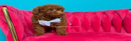 Toy Poodle dogs for sale: Keeper of secrets  - Ad 8