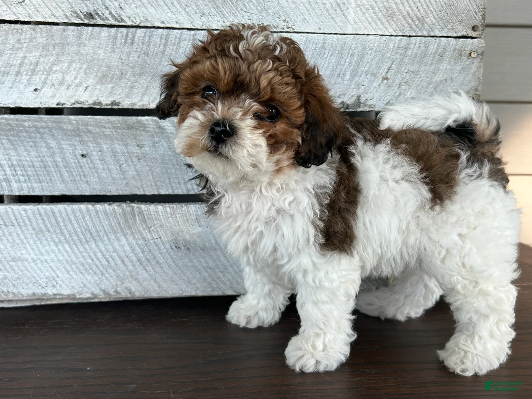 Shihpoo dogs for sale: Arnold - Ad 1