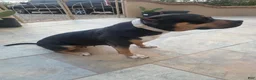 American Bully dogs for sale: American Bully Female - Ad 3