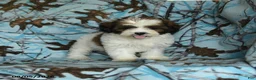 Mixed Breed dogs for sale: Utopia - Ad 10