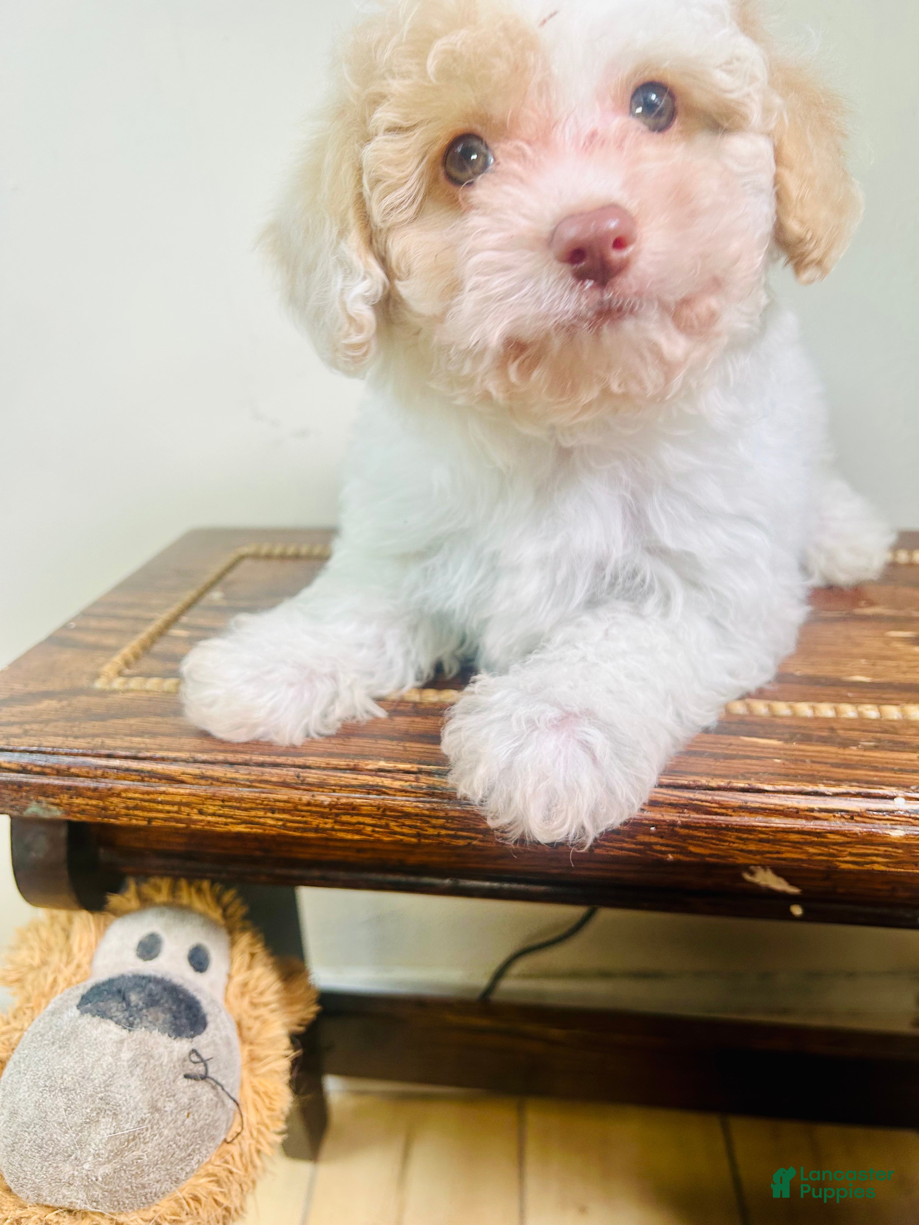 Cavapoo dogs Olaf - Ad 28