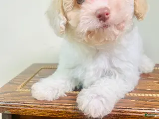 Cavapoo dogs Olaf - Ad 28