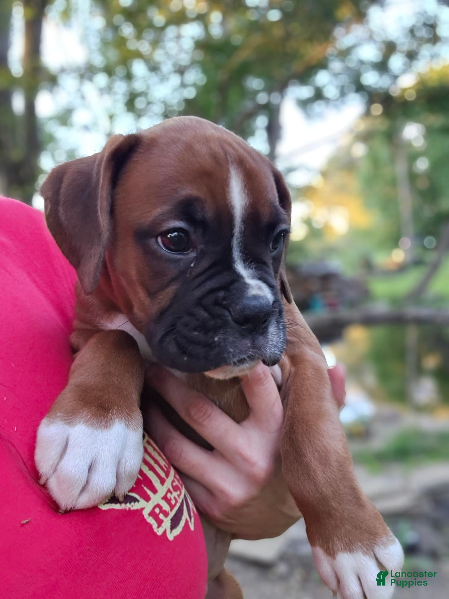 Boxer dogs Boxer 6 - Ad 2