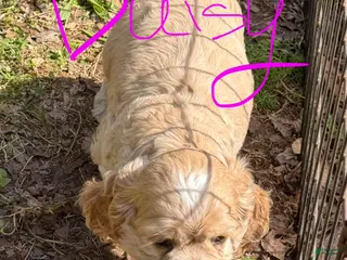 Cocker Spaniel dogs Daisy - Ad 42