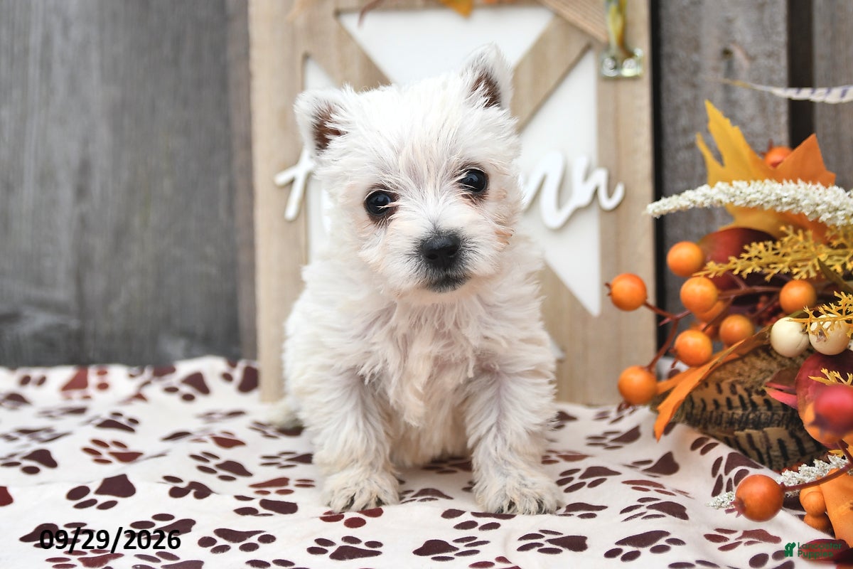 West Highland Terrier dogs Wren - Ad 1