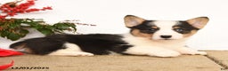 Welsh Corgi Pembroke dogs for sale: Panda - Ad 2