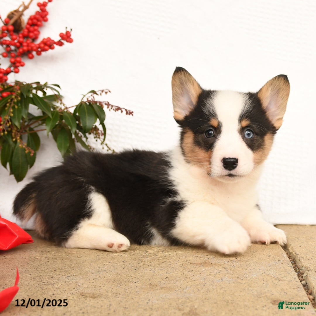 Welsh Corgi Pembroke dogs for sale: Panda - Ad 2