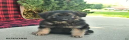 Mixed Breed dogs for sale: Rhett  - Ad 3