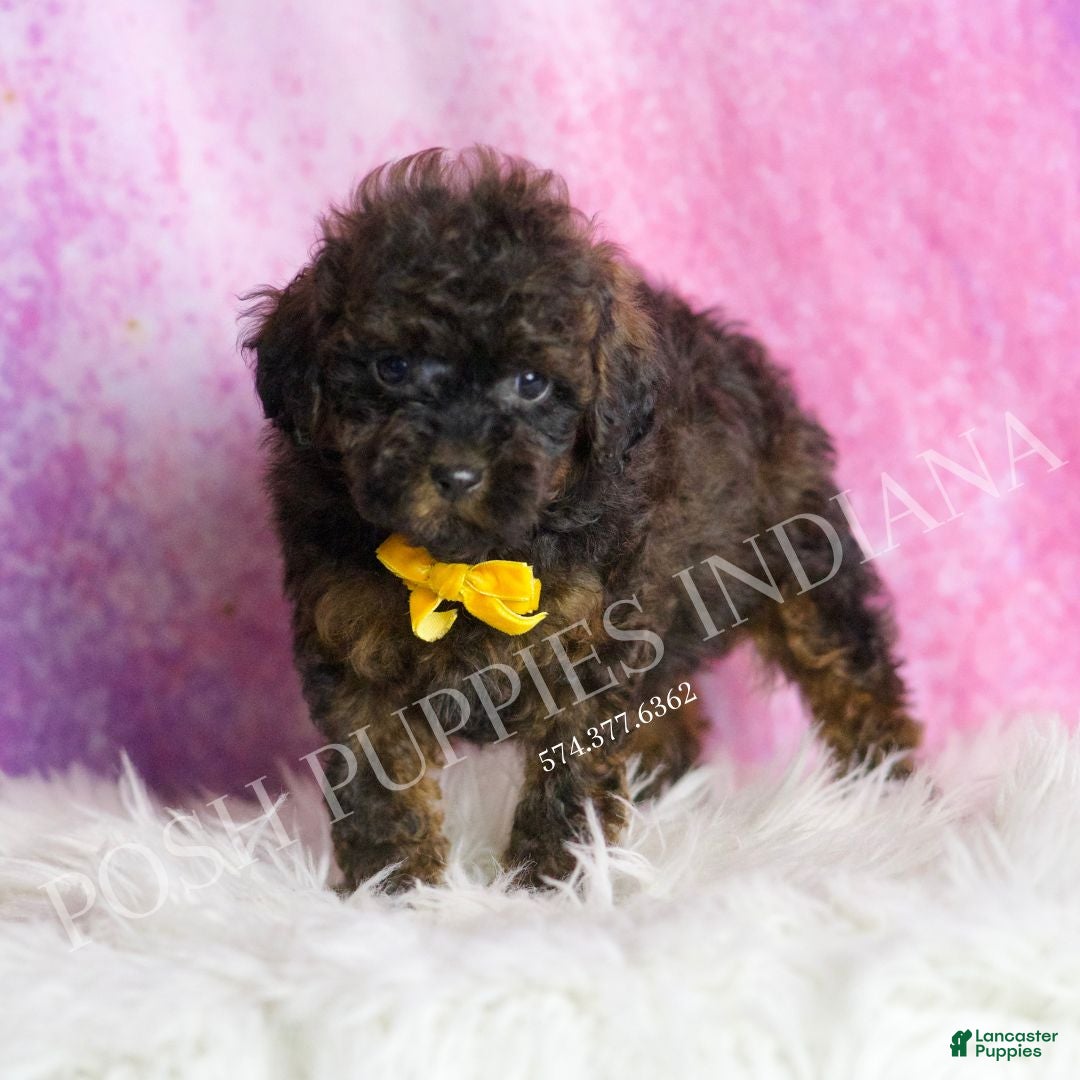 Toy Poodle dogs for sale: Theo - Ad 4